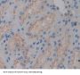 Gamma-Glutamyltransferase 5 (gGT5) Antibody