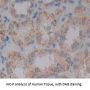 Programmed Cell Death Protein 5 (PDCD5) Antibody
