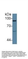 Vav 1 Oncogene Antibody