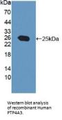 Protein Tyrosine Phosphatase Type IVA 3 (PTP4A3) Antibody