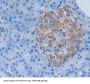 Protein Tyrosine Phosphatase Type IVA 3 (PTP4A3) Antibody