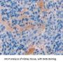 Ring Finger Protein 55 (RNF55) Antibody