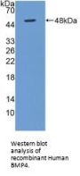 Bone Morphogenetic Protein 4 (BMP4) Antibody
