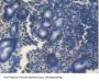 Bone Morphogenetic Protein 4 (BMP4) Antibody