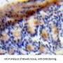 Vascular Endothelial Growth Factor C (VEGFC) Antibody