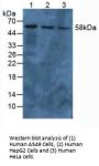Pyruvate Kinase, Muscle (PKM2) Antibody