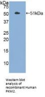 Pyruvate Kinase, Muscle (PKM2) Antibody