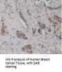 Pyruvate Kinase, Muscle (PKM2) Antibody