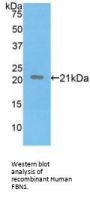 Fibrillin 1 (FBN1) Antibody