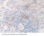 Fibrillin 1 (FBN1) Antibody