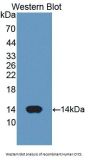 Cytochrome C, Somatic Antibody