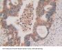 Cytochrome C, Somatic Antibody