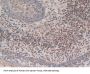 Cytochrome C, Somatic Antibody