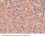 Hexosaminidase B Beta (HEXb) Antibody
