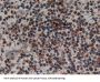 Corticotropin Releasing Hormone (CRH) Antibody