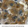 Acid Phosphatase 1 (ACP1) Antibody
