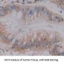 Protein Disulfide-Isomerase / PDI (P4HB) Antibody