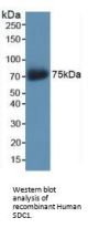 Syndecan 1 (SDC1) Antibody