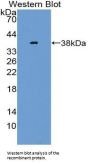 Neuregulin 4 (NRG4) Antibody