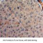 Neuregulin 4 (NRG4) Antibody
