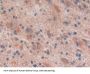 Reelin Antibody