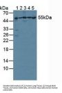 26S Proteasome Regulatory Subunit 4 (PSMC1) Antibody