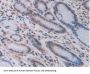 Lysyl Oxidase Like Protein 2 (LOXL2) Antibody