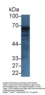 Trehalase Antibody