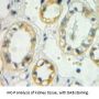 Trehalase Antibody