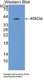 Defensin beta 119 Antibody