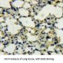 Defensin beta 119 Antibody