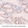Angiopoietin-1 Receptor / TIE2 (TEK) Antibody