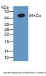 Calnexin (CANX) Antibody