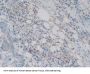 Glutathione Peroxidase 1 Antibody