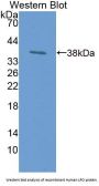 Lactoperoxidase (LPO) Antibody