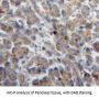 Neutrophil Cytosolic Factor 2 Antibody