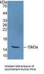 Protein Kinase Inhibitor beta Antibody
