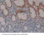 Fibrillin 3 (FBN3) Antibody