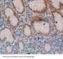 Fibrillin 3 (FBN3) Antibody