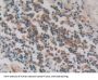 Protein Kinase Inhibitor Gamma (PKIg) Antibody
