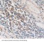 Protein Kinase Inhibitor Gamma (PKIg) Antibody