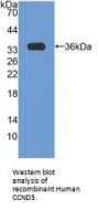 Cyclin D3 Antibody