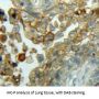 Cyclin D3 Antibody