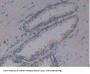 5'-AMP-Activated Protein Kinase Catalytic Subunit Alpha-1 (PRKAA1) Antibody