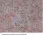 5'-AMP-Activated Protein Kinase Catalytic Subunit Alpha-1 (PRKAA1) Antibody