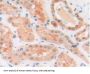 Macrophage Migration Inhibitory Factor (MIF) Antibody