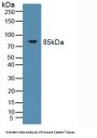 Toll Like Receptor 9 (TLR9) Antibody