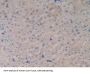 Toll Like Receptor 9 (TLR9) Antibody
