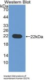 Cluster of Differentiation 276 (CD276) Antibody