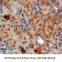 Centaurin Alpha 1 (CENTa1) Antibody